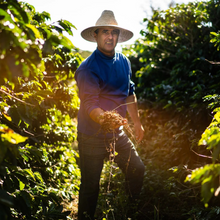 Café em Grãos Bob-o-Link / Bob-O-Link Brazilian Coffee Beans - Johan & Nyström (500g)