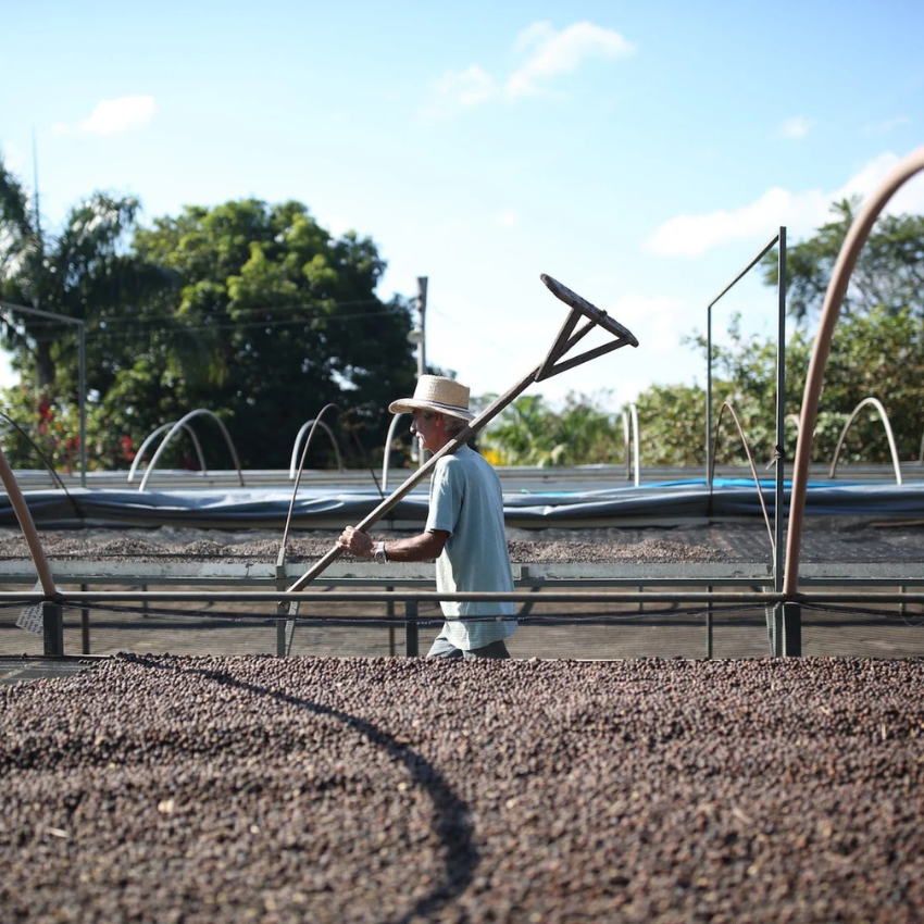 Café em Grãos Bob-o-Link / Bob-O-Link Brazilian Coffee Beans - Johan & Nyström (500g)