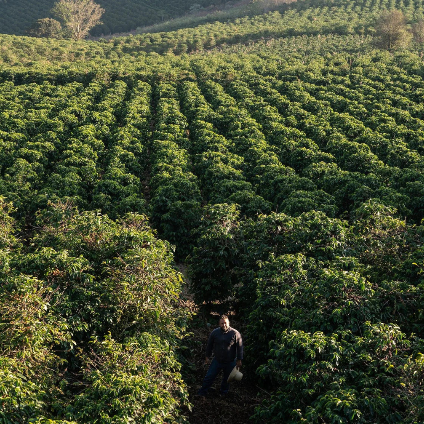 Café em Grãos Bob-o-Link / Bob-O-Link Brazilian Coffee Beans - Johan & Nyström (500g)